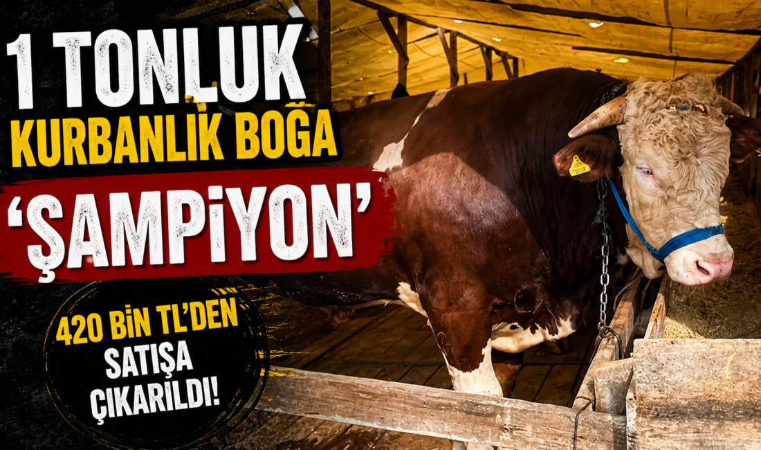 Kocaeli’nin Gebze ilçesinde besici Nimet Altın’ın, 1 ton ağırlığındaki kurbanlık