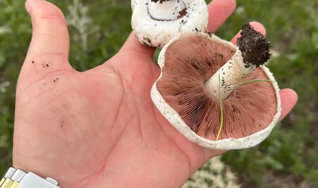 Kars genelinde etkili olan sağanak yağışlar, doğada beklenen bereketi beraberinde