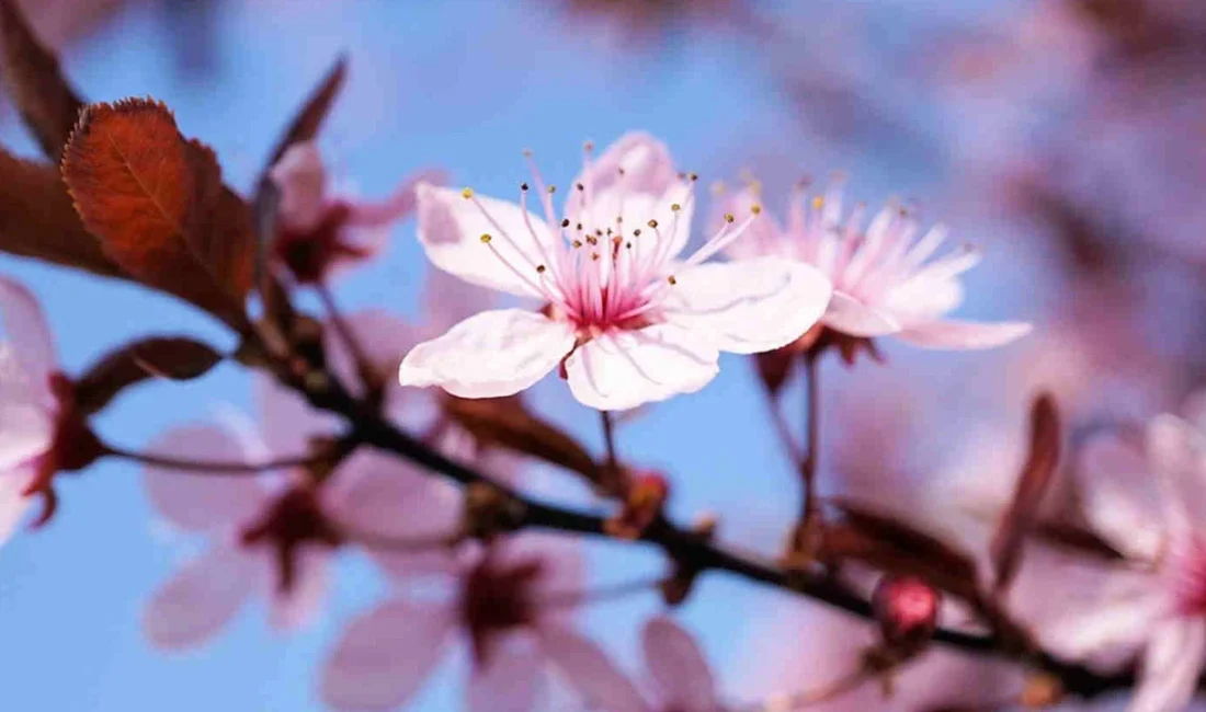 21 Mart tarihinde kutlanan Nevruz Bayramı, Türkiye'de her yıl resmi