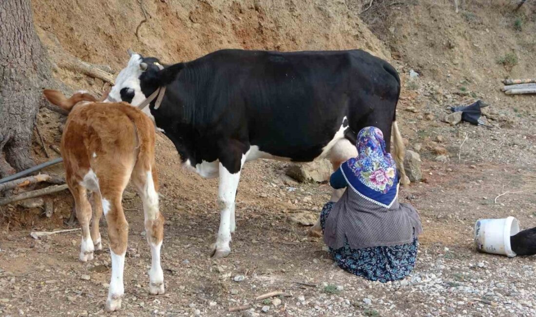 Tarım ve Orman Bakanlığı, 1 Haziran Dünya Süt Günü dolayısıyla