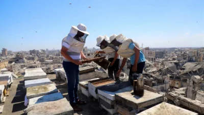 Gazze'de devam eden savaş, bal üretimini ciddi şekilde etkileyerek arıcılığı