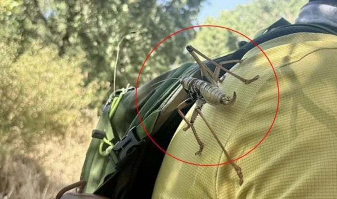 Çekirge istilası iddiaları sonrası Tarım ve Orman Bakanlığı açıklama yaptı.