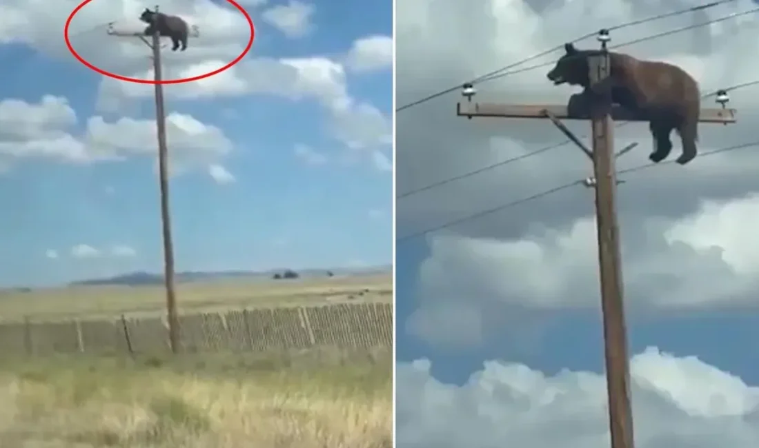 Elektrik direğinin tepesinde mahsur kalan ayı, kurtarma çalışması yapılamayınca elektrik