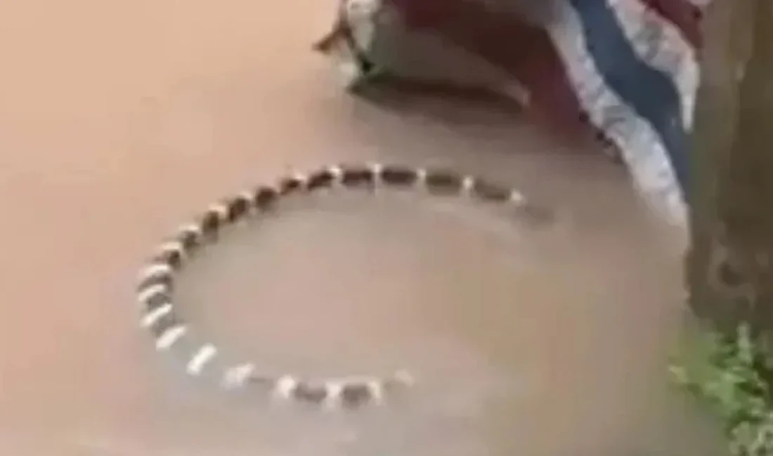 Çin'in güneyindeki Guangşi Cuang Özerk Bölgesi'nde etkili olan şiddetli yağışların