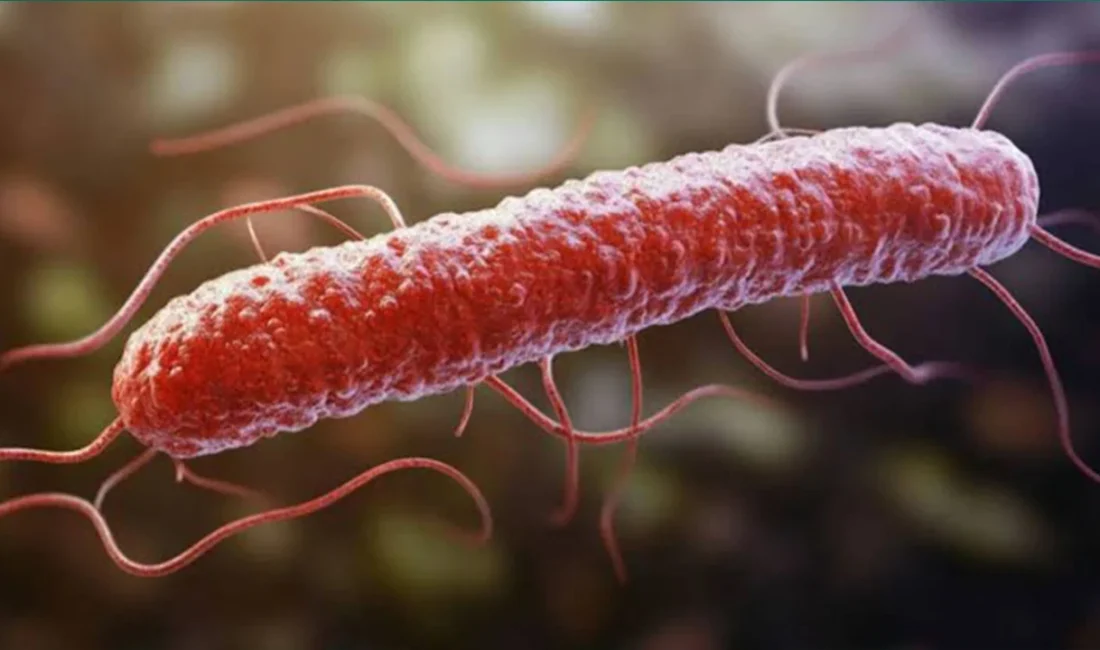 Tahsildaroğlu markasına ait beyaz peynirin belirli bir partisinde Listeria monocytogenes