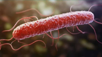 Tahsildaroğlu markasına ait beyaz peynirin belirli bir partisinde Listeria monocytogenes