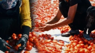 Türkiye’nin domates üretim merkezlerinden Manisa’da kurutmalık domates sezonu başladı. Güneş