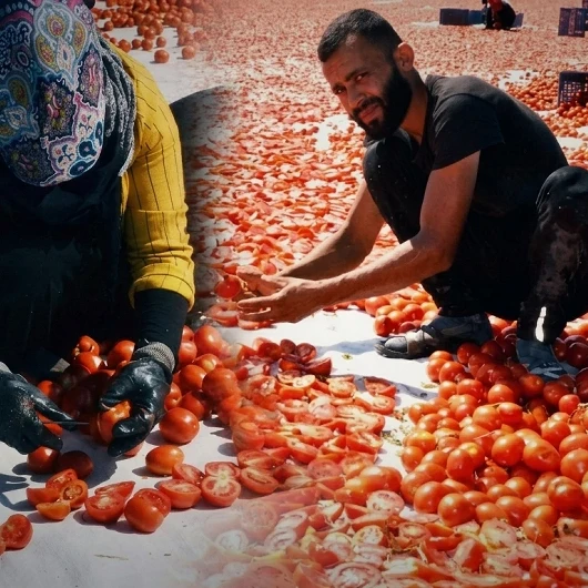 Türkiye’nin domates üretim merkezlerinden Manisa’da kurutmalık domates sezonu başladı. Güneş
