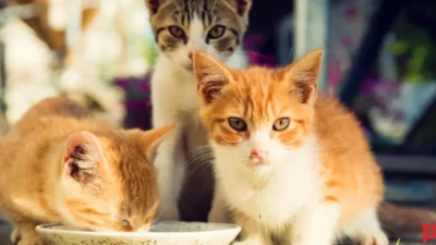 Yeni bir araştırma, sokak kedilerinin ev yaşamına geçişinin beklenenden daha