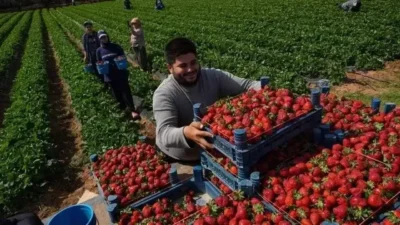 Hasat döneminin başlamasıyla birlikte salçalık domates fiyatları üreticinin beklediği seviyelerin