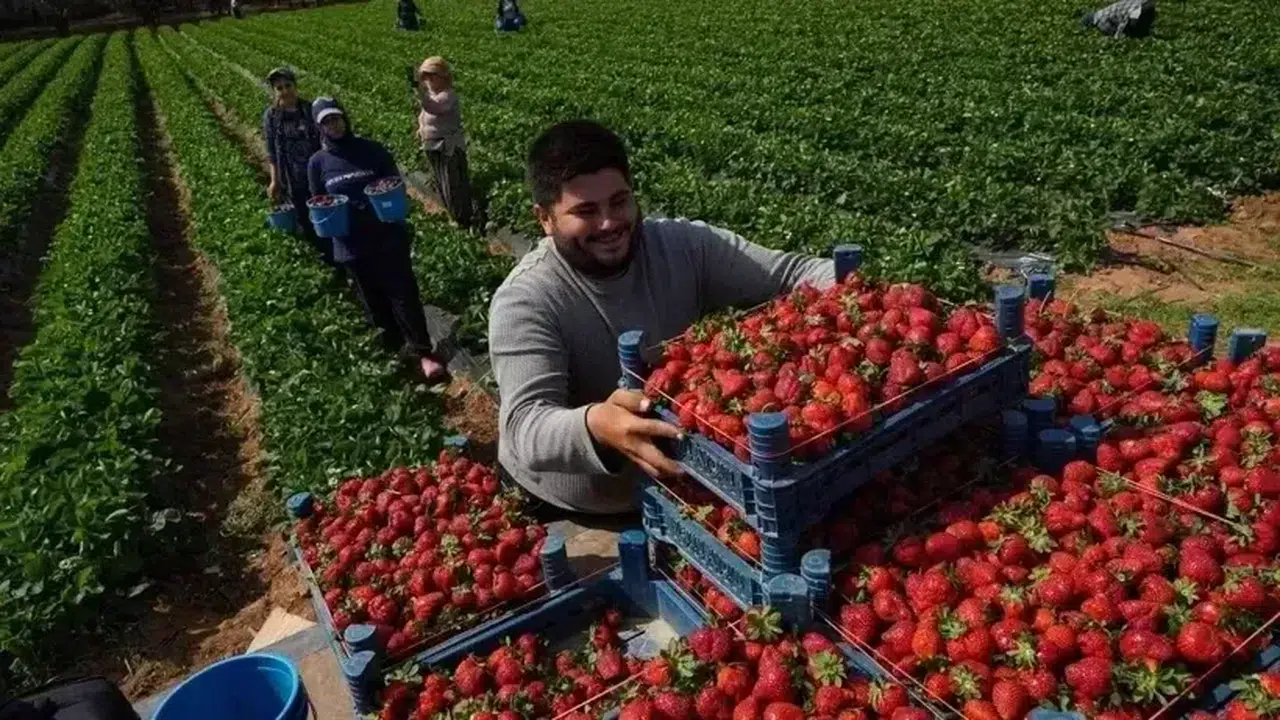 Hasat döneminin başlamasıyla birlikte salçalık domates fiyatları üreticinin beklediği seviyelerin