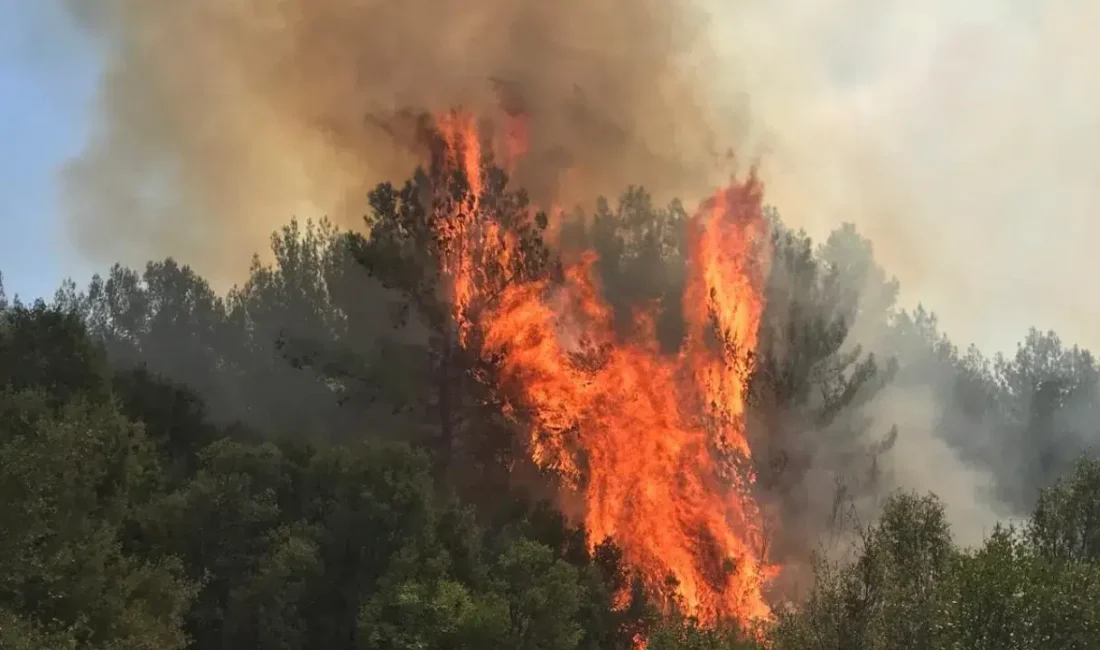 Muğla’nın Menteşe ilçesinde makilik ve ormanlık bölgede yangın çıktı. Ekipler