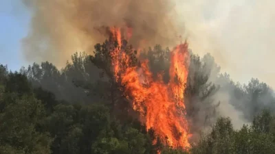Muğla’nın Menteşe ilçesinde makilik ve ormanlık bölgede yangın çıktı. Ekipler
