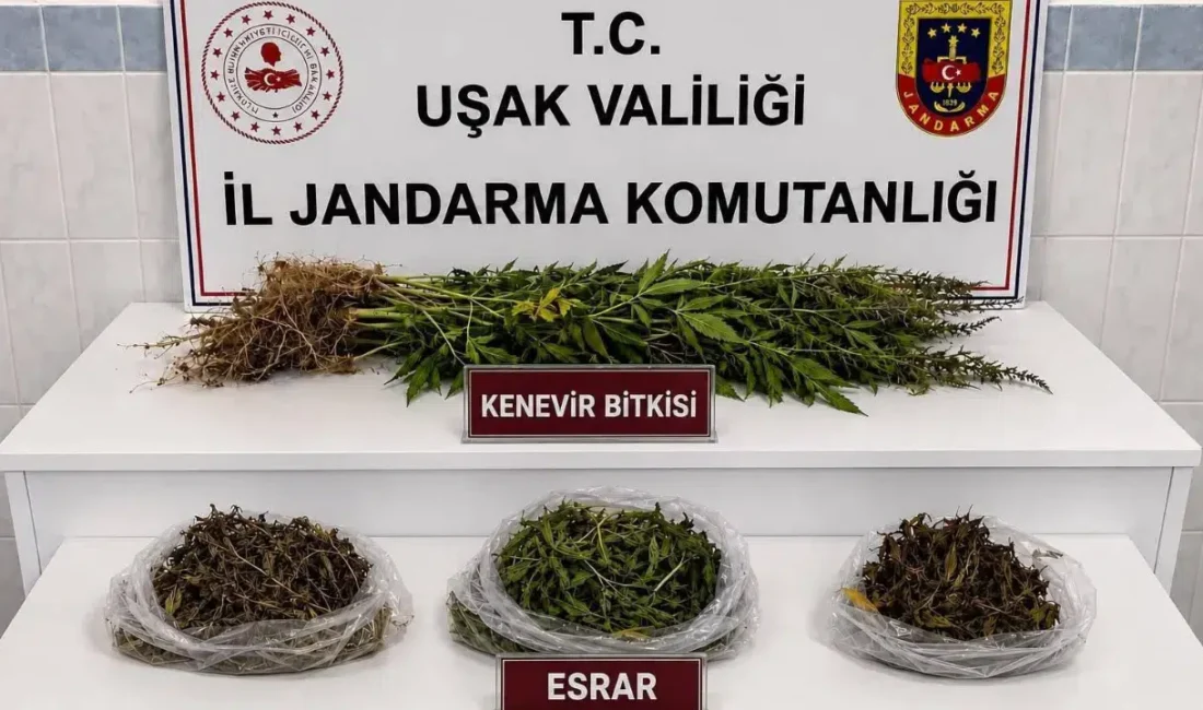 Uşak’ın Sivaslı ve Banaz ilçelerinde jandarma ekiplerince düzenlenen operasyonlarda binlerce