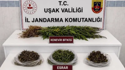 Uşak’ın Sivaslı ve Banaz ilçelerinde jandarma ekiplerince düzenlenen operasyonlarda binlerce