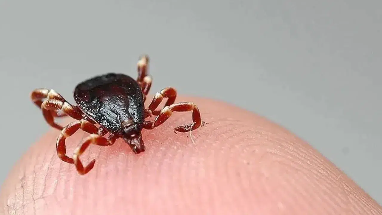 Sivas'ın Yıldızeli ilçesinde Kırım Kongo Kanamalı Ateşi (KKVA) hastalığı şüphelisiyle