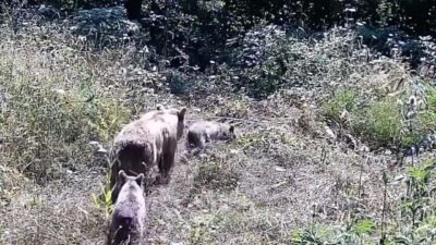 Bursa'nın İnegöl ilçe kırsalına kurulan fotokapana ayı ve 2 yavrusu,