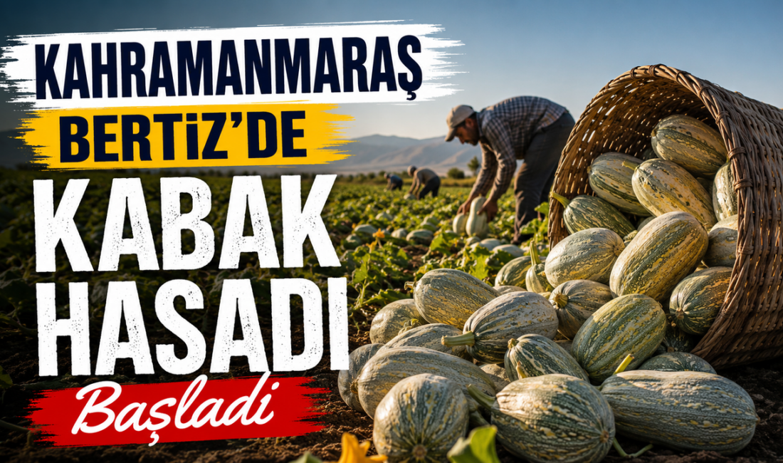 Kahramanmaraş Dulkadiroğlu ilçesi Bertiz Başdervişli Mahallesi'nde üreticiler, tarlalarda özenle yetiştirdikleri