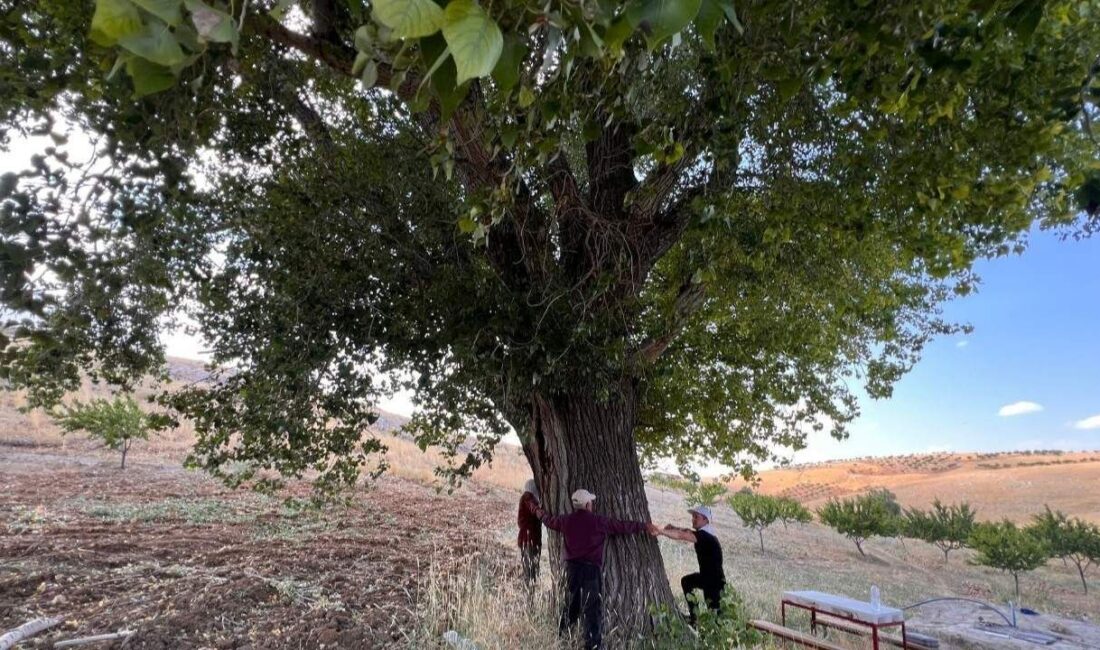 Kahramanmaraş'ın Elbistan ilçesinde bulunan 250-300 yıllık dev kavak ağacı, ihtişamlı