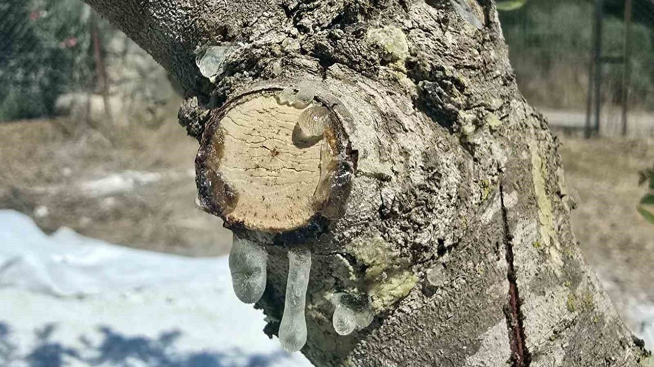 Muğla'da 2015'te dikilen sakız ağaçları 11 yıl sonra ürün verdi.