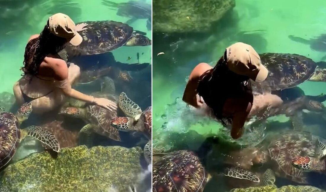 Zanzibar'da deniz kaplumbağalarıyla yüzen ünlü model Cynthia Benitez, beklemediği bir
