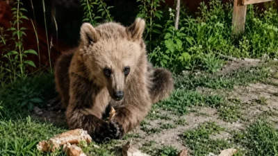 Erzincan’ın gözde doğa alanlarından Dumanlı Tabiat Parkı’nda piknikçilerin bıraktığı atıklarla